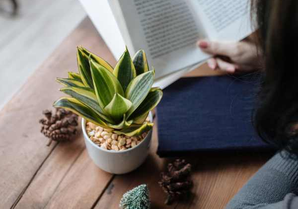 [KN9] CÁC LOẠI CÂY CẢNH TRỒNG TRONG NHÀ THEO PHONG THỦY